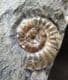 BEAUTIFUL ASTEROCERAS WITH PROMICROCERAS - JURASSIC, LYME REGIS.
