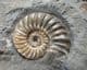 BEAUTIFUL ASTEROCERAS WITH PROMICROCERAS - JURASSIC, LYME REGIS.