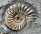 BEAUTIFUL ASTEROCERAS WITH PROMICROCERAS - JURASSIC, LYME REGIS.