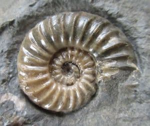 BEAUTIFUL ASTEROCERAS WITH PROMICROCERAS - JURASSIC, LYME REGIS.
