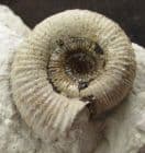 BEAUTIFUL CATACOELOCERAS ON MATRIX - JUNCTION BEDS, SOMERSET.