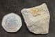 BEAUTIFUL DEANASPIS GOLDFUSSI - ORDOVICIAN, PRAGUE.