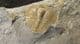 BEAUTIFUL DEANASPIS GOLDFUSSI - ORDOVICIAN, PRAGUE.