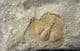 BEAUTIFUL DEANASPIS GOLDFUSSI - ORDOVICIAN, PRAGUE.