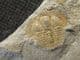 BEAUTIFUL DEANASPIS GOLDFUSSI - ORDOVICIAN, PRAGUE.