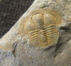 BEAUTIFUL DEANASPIS GOLDFUSSI - ORDOVICIAN, PRAGUE.