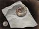 BEAUTIFUL DISPLAY ASTEROCERAS FROM LYME REGIS.