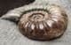BEAUTIFUL DISPLAY ASTEROCERAS FROM LYME REGIS.