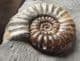 BEAUTIFUL DISPLAY ASTEROCERAS FROM LYME REGIS.