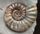 BEAUTIFUL DISPLAY ASTEROCERAS FROM LYME REGIS.