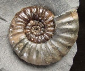 BEAUTIFUL DISPLAY ASTEROCERAS FROM LYME REGIS.