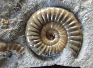 BEAUTIFUL EPOPIOCERAS - JURASSIC, LYME REGIS.33.00