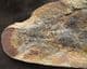 BEAUTIFUL FISH - ICAREALCYON MALAGASIUM - LOWER TRIASSIC, MADAGASCAR