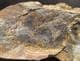 BEAUTIFUL FISH - ICAREALCYON MALAGASIUM - LOWER TRIASSIC, MADAGASCAR
