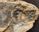 BEAUTIFUL FISH - ICAREALCYON MALAGASIUM - LOWER TRIASSIC, MADAGASCAR