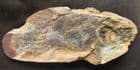 BEAUTIFUL FISH - ICAREALCYON MALAGASIUM - LOWER TRIASSIC, MADAGASCAR