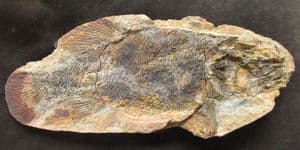 BEAUTIFUL FISH - ICAREALCYON MALAGASIUM - LOWER TRIASSIC, MADAGASCAR