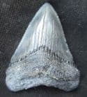 BEAUTIFUL MEG TOOTH - MIOCENE, NORTH CAROLINA
