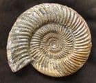BEAUTIFUL OLD MUSEUM SPECIMEN OF A PARKINSONIA FROM DORSET.