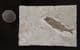 BEAUTIFUL PERCH - OLIGOCENE, FRANCE.