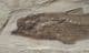 BEAUTIFUL PERCH - OLIGOCENE, FRANCE.
