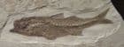 BEAUTIFUL PERCH - OLIGOCENE, FRANCE.