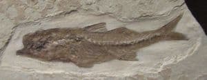 BEAUTIFUL PERCH - OLIGOCENE, FRANCE.