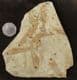 BEAUTIFUL SHOAL OF FISH - LATE JURASSIC / EARLY CRETACEOUS, N. E. CHINA.