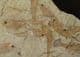BEAUTIFUL SHOAL OF FISH - LATE JURASSIC / EARLY CRETACEOUS, N. E. CHINA.