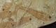 BEAUTIFUL SHOAL OF FISH - LATE JURASSIC / EARLY CRETACEOUS, N. E. CHINA.