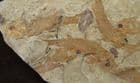 BEAUTIFUL SHOAL OF FISH - LATE JURASSIC / EARLY CRETACEOUS, N. E. CHINA.