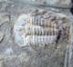 BEAUTIFUL SPINY ODONTOPLEURID - SILURIAN, CZECH REPUBLIC.