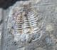 BEAUTIFUL SPINY ODONTOPLEURID - SILURIAN, CZECH REPUBLIC.