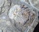 BEAUTIFUL SPINY ODONTOPLEURID - SILURIAN, CZECH REPUBLIC.