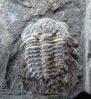 BEAUTIFUL SPINY ODONTOPLEURID - SILURIAN, CZECH REPUBLIC.