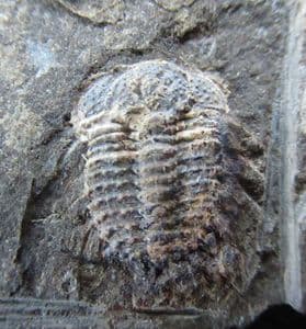 BEAUTIFUL SPINY ODONTOPLEURID - SILURIAN, CZECH REPUBLIC.
