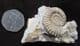 BEAUTIFUL TMETOCERAS SCISSUM - JURASSIC, DORSET.