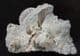 BEAUTIFUL TMETOCERAS SCISSUM - JURASSIC, DORSET.