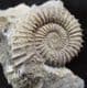 BEAUTIFUL TMETOCERAS SCISSUM - JURASSIC, DORSET.
