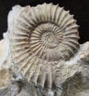 BEAUTIFUL TMETOCERAS SCISSUM - JURASSIC, DORSET.