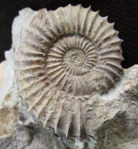 BEAUTIFUL TMETOCERAS SCISSUM - JURASSIC, DORSET.