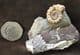 BEAUTIFUL XIPHEROCERAS WITH PETRIFIED WOOD - JURASSIC, LYME REGIS.