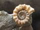 BEAUTIFUL XIPHEROCERAS WITH PETRIFIED WOOD - JURASSIC, LYME REGIS.