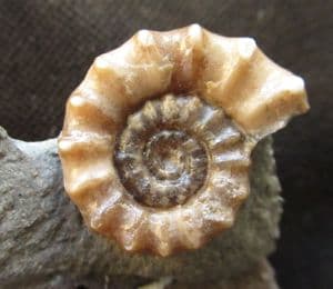 BEAUTIFUL XIPHEROCERAS WITH PETRIFIED WOOD - JURASSIC, LYME REGIS.