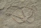 BEAUTIFULLY PRESERVED BRITTLESTAR - JURASSIC, BAVARIA, GERMANY.