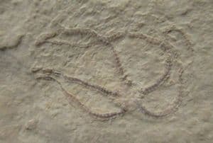 BEAUTIFULLY PRESERVED BRITTLESTAR - JURASSIC, BAVARIA, GERMANY.
