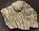 BEAUTIFULLY PRESERVED CRINOID ARMS - JURASSIC, DORSET.