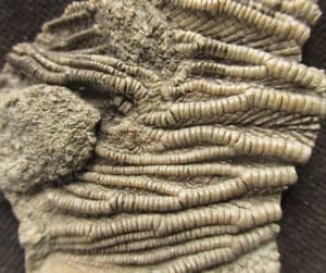 BEAUTIFULLY PRESERVED CRINOID ARMS - JURASSIC, DORSET.