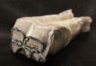 BEAUTIFULLY PRESERVED EARLY HORSE TOOTH FROMM THE PLEISTOCENE OF FLORIDA.