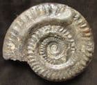 BEAUTIFULLY PRESERVED HILDOCERAS - JURASSIC, YORKSHIRE COAST.